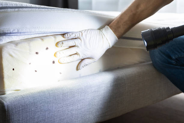 Best Rat Extermination Near Me  in Eastwood, LA