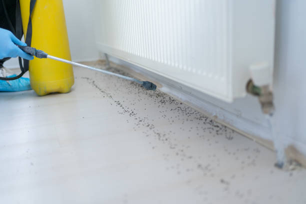 Best Mosquito Control Services  in Eastwood, LA